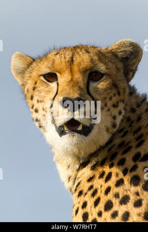 Gepard (Acinonyx jubatus) weibliche Porträt, Masai-Mara Game Reserve, Kenia Stockfoto