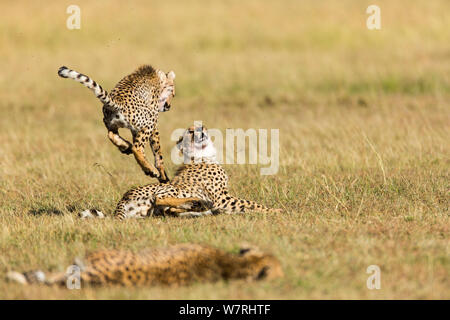 Gepard (Acinonyx jubatus) Jugendliche spielen, Masai-Mara Game Reserve, Kenia Stockfoto