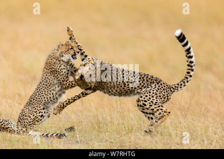 Gepard (Acinonyx jubatus) Jugendliche spielen, Masai-Mara Game Reserve, Kenia Stockfoto