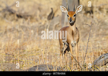 Steinböckchen (Raphiceros campestris) Porträt, Chobe National Park, Botswana Savuti, Stockfoto