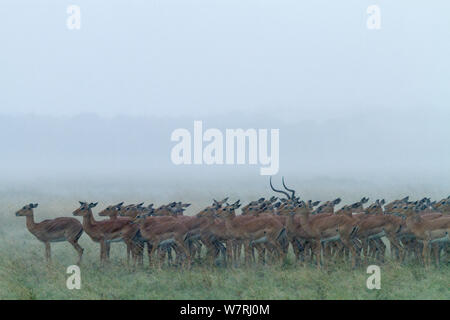 Impala (Aepyceros melampus) Herde in einem Sturm, Masai-Mara Game Reserve, Kenia Stockfoto