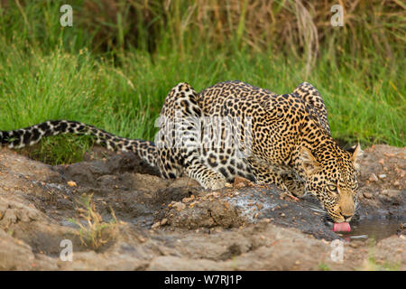 Leopard (Panthera pardus) Weibliche trinken, Masai-Mara Game Reserve, Kenia Stockfoto