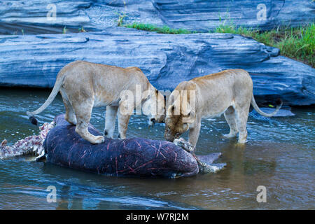 Löwinnen (Panthera leo) Ernährung auf einem toten Hippo, Masai-Mara Game Reserve, Kenia Stockfoto