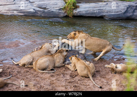 Löwinnen (Panthera leo) Ernährung auf einem toten Hippo, Masai-Mara Game Reserve, Kenia Stockfoto