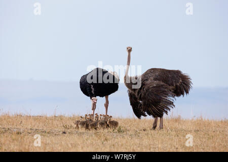 Strauß (Struthio camelus) weibliche und männliche mit Küken, Masai-Mara Game Reserve, Kenia Stockfoto