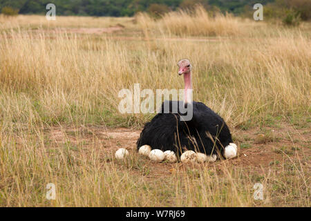 Strauß (Struthio camelus) Männchen auf dem Nest, Masai-Mara Game Reserve, Kenia Stockfoto