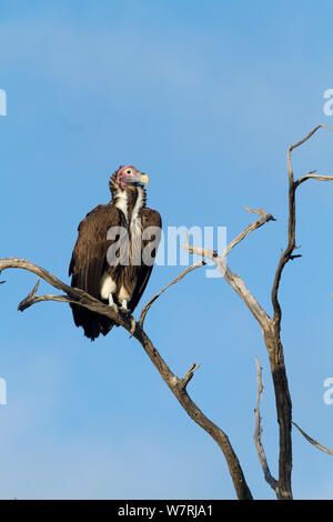 Lappet - gegenübergestellt (Torgos tracheliotus) Geier am Baum gehockt, Moremi Game Reserve, Botswana Stockfoto