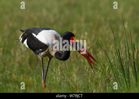 Sattel-billed Stork (Ephippiorynchus senegalensis) männliche Fang ein Wels, Masai-Mara Game Reserve, Kenia Stockfoto