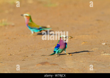 Lilac-breasted Rollen (Coriacas caudata) auf Masse, Masai-Mara Game Reserve, Kenia Stockfoto