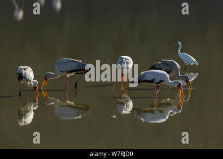 Yellow-billed Stork (mycteria Ibis) Gruppe Angeln, Lake Magadi, Kenia Stockfoto