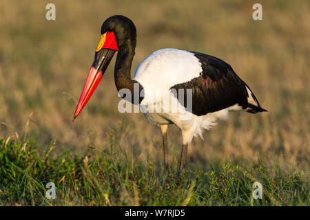 Sattel-billed Stork (Ephippiorynchus senegalensis) männliche Angeln, Masai-Mara Game Reserve, Kenia Stockfoto