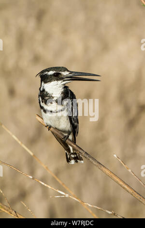 Pied Kingfisher (Ceryle rudis) thront auf Reed, Chobe National Park, Botswana Stockfoto