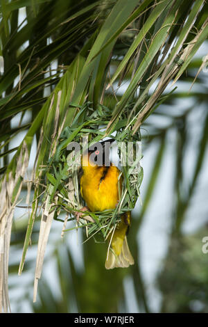 Dorf-Weber (Ploceus Cucullatus) männlichen bauen Nest, Masai Mara Game Reserve, Kenia Stockfoto