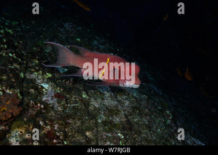 Männliche Mexican hogfish (Bodianus diplotaenia) San Benedicto, Revillagigedo (Socorro) Inseln, Mexiko, Ost Pazifik Stockfoto