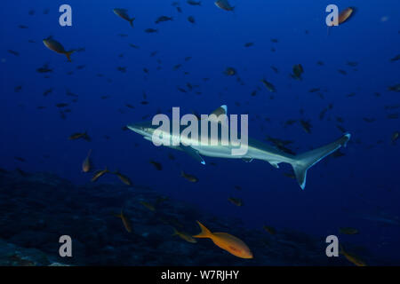 Silvertip shark (Carcharhinus albimarginatus) Schwimmen unter anderem kleine Fische, San Benedicto, Revillagigedo (Socorro) Inseln, Mexiko, Ost Pazifik Stockfoto