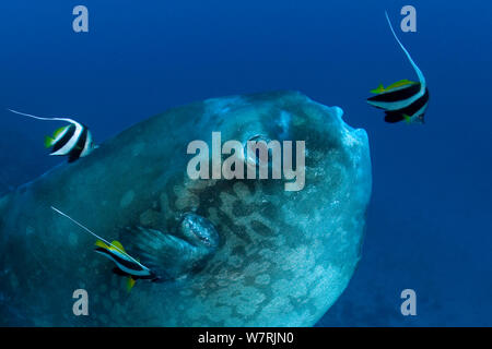 Mondfisch (Mola Mola) mit Longfin Wimpelfische (heniochus Acuminatus) Reinigung der Haut, Crystal Bay, Nusa Penida, Insel Bali, Indonesien, Pazifischer Ozean Stockfoto