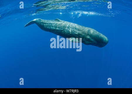 Pottwal (Physeter macrocephalus) Insel Pico, Azoren, Portugal, Atlantik Stockfoto
