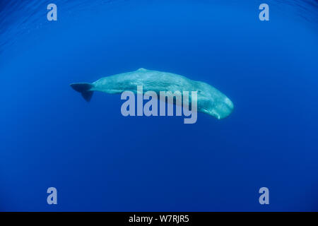 Pottwal (Physeter macrocephalus) Insel Pico, Azoren, Portugal, Atlantik Stockfoto