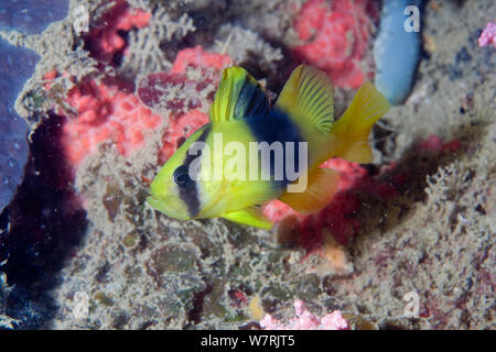 Doubledbanded soapfish (Diploprion bifasciatum) auf Pulau Dofior Tauchplatz, Raja Ampat, Irian Jaya, West Papua, Indonesien, Pazifischer Ozean Stockfoto