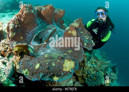 Scuba Diver mit riesenmuschel (Tridacna gigas) Raja Ampat, Irian Jaya, West Papua, Indonesien, Pazifischer Ozean, gefährdete Arten. Stockfoto