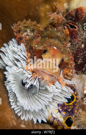 Drachenkopf (Scorpaena oxycephala) auf das Rohr worm (Sabellastarte sanctijosephi) Cendana Jetty, Insel Waigeo, Raja Ampat, Irian Jaya, West Papua, Indonesien, Pazifischer Ozean Stockfoto