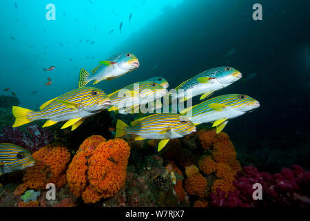 Shoal von Ribbon Süßlippen (Plectorhinchus polytaenia) Mike's Point, Kri Insel, Raja Ampat, Irian Jaya, West Papua, Indonesien, Pazifischer Ozean Stockfoto