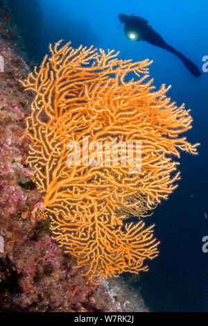 Scuba Diver und gelben Gorgonien, (Eunicella Cavolini) Insel Ischia, Italien, Tyrrhenische Meer, Mittelmeer Stockfoto