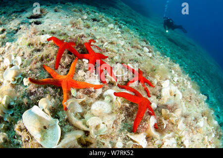 Scuba Diver mit Sea Star (Hacelia Attenuata) und Red Sea Star (Echinaster sepositus) Wand von Bisevo, Insel Vis, Kroatien, Adria, Mittelmeer Stockfoto