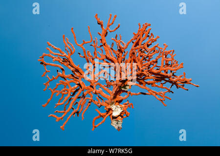 Zweig der rote Koralle (Corallium rubrum) von Reef, Split, Kroatien, Adria, Mittelmeer, besonders gefährdete Arten. Stockfoto