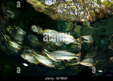 Piraputanga (poecilia hilarii) Im Frühjahr AquaÂ¡Rio natürlich, dass in der Rio BaiÂ-a Bonita, Bonito, Mato Grosso do Sul, Brasilien geht Stockfoto