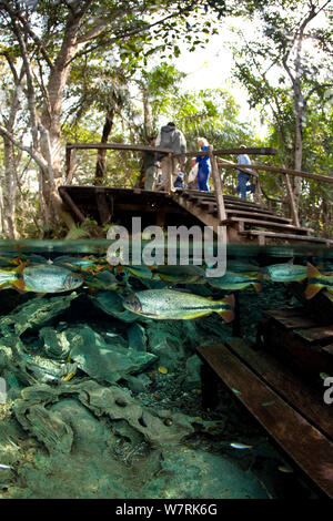 Piraputanga (poecilia hilarii) Im Frühling mit Menschen, die in der nahe gelegenen Aussichtsplattform, AquaÂ¡Rio natürlich, dass in der Rio BaiÂ-a Bonita, Bonito, Mato Grosso do Sul, Brasilien geht Stockfoto