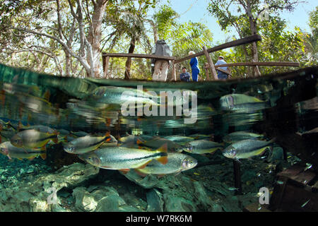 Piraputanga (poecilia hilarii) Im Frühling mit Menschen, die in der nahe gelegenen Aussichtsplattform, AquaÂ¡Rio natürlich, dass in der Rio BaiÂ-a Bonita, Bonito, Mato Grosso do Sul, Brasilien geht Stockfoto