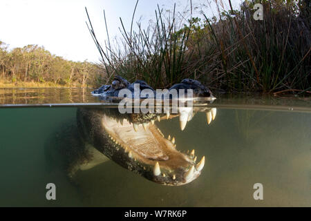 Spectacled Kaimane (Caiman crocodilus) Rio BaiÂ-a Bonita, Bonito, Mato Grosso do Sul, Brasilien Stockfoto