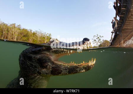 Spectacled Kaimane (Caiman crocodilus) von Touristen auf der Brücke sah, Rio BaiÂ-a Bonita, Bonito, Mato Grosso do Sul, Brasilien Stockfoto