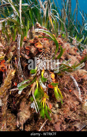 Blütenstand von Neptun Gras (Posidonia oceanica) Seegras Wiese, Insel Ischia, Italien, Tyrrhenische Meer, Mittelmeer Stockfoto