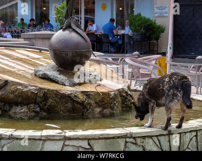 Hund in thermischen Viertel Abanotuban, Tiflis, Georgien, Europa Stockfoto