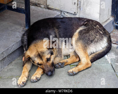 Hund in thermischen Viertel Abanotuban, Tiflis, Georgien, Europa Stockfoto