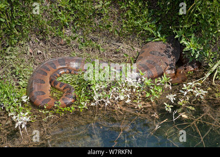 Grüne Anakonda (Eunectes murinus) am Rande des Formoso Fluss, Bonito, Mato Grosso do Sul, Brasilien Stockfoto