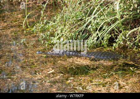 Der Cuvier Zwerg Kaiman (Paleosuchus palpebrosus) Recanto Ecologico, Rio da Prata, Bonito, Mato Grosso do Sul, Brasilien Stockfoto