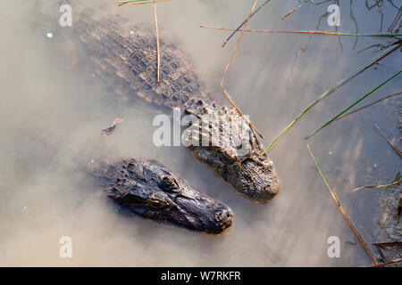 Spectacled Kaimane (Caiman crocodilus) und Breiten-snouted Kaimane (Caiman latirostris) Rio BaiÂ-a Bonita, Bonito, Mato Grosso do Sul, Brasilien Stockfoto