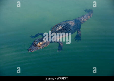 Spectacled Kaimane (Caiman crocodilus) Rio BaiÂ-a Bonita, Bonito, Mato Grosso do Sul, Brasilien Stockfoto