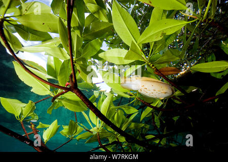Broadclub Tintenfische (Sepia latimanus) auf der Fläche zwischen der Mangrove Blätter, zur Explorativen dive, blaues Wasser Mangroven, Raja Ampat, Irian Jaya, West Papua, Indonesien, Pazifischer Ozean Stockfoto