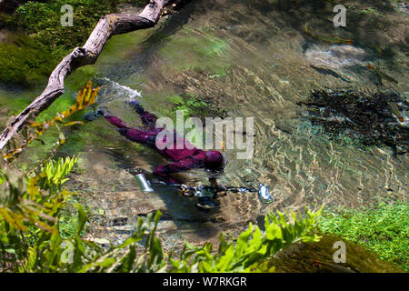 Man Schnorcheln in Rio Sucuri, Bonito, Mato Grosso do Sul, Brasilien Stockfoto