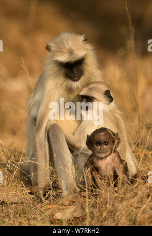 Familie von Hanuman/Northern Plains grau langurs (Semnopithecus Entellus), Bandhavgarh Nationalpark, Indien. Stockfoto