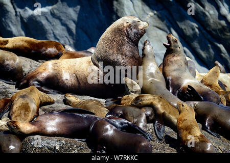 Männliche Steller Seelöwen (Eumetopias jubatus) mit einer Gruppe von Weibchen und Jungtieren an einem rookery geschleppt, Prince Rupert, British Columbia, Kanada, Juni. Stockfoto