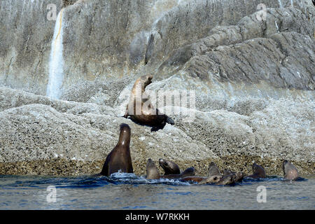 Gruppe der Steller Seelöwen (Eumetopias jubatus) in das Meer, mit einem isolierten Pup, auf einem Felsen, Prince Rupert, British Columbia, Kanada, Juni geschleppt. Stockfoto