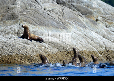 Gruppe der Steller Seelöwen (Eumetopias jubatus) im Meer an einem isolierten Pup, auf einem Felsen, Prince Rupert, British Columbia, Kanada, Juni geschleppt. Stockfoto