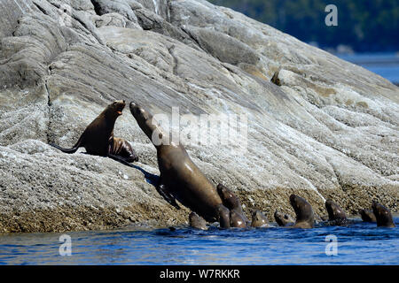 Weibliche Steller Seelöwen (Eumetopias jubatus) Neigung zu einer isolierten Pup heraus auf einem Felsen gezerrt, mit einer Gruppe von Frauen und Jugendliche im Meer, Prince Rupert, British Columbia, Kanada, Juni. Stockfoto