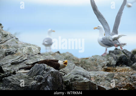 Silbermöwe (Larus argentatus) Angriff auf ein Weißkopfseeadler (Haliaeetus leucocephalus) zurückdatieren, Eier, British Columbia, Kanada, Juni Stockfoto