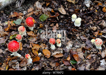 Gruppe von Fly agaric Pilze (Amanita muscaria) wachsen auf Waldboden, Elsass, Frankreich, Oktober. Stockfoto